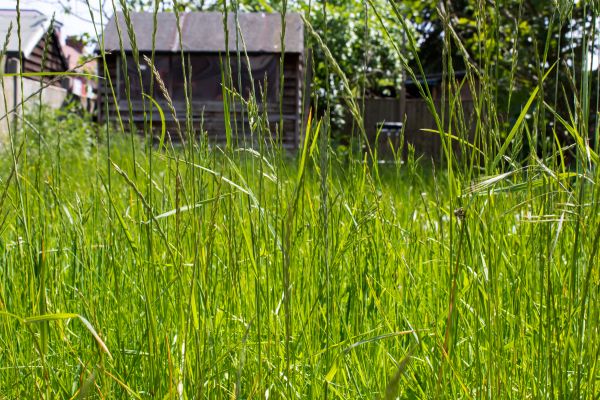 Overgrown Lawn Trimming in Kirkland